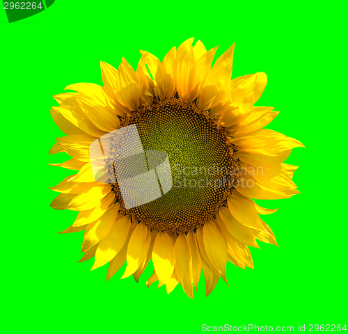 Image of Sunflower on green background