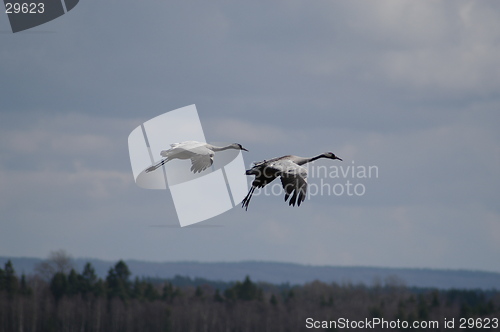 Image of Cranes