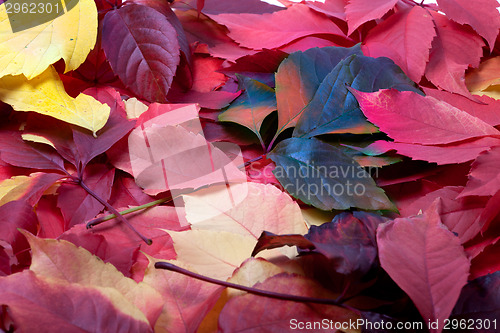 Image of Background of multicolor autumn leaves