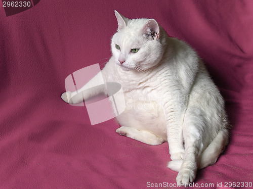 Image of Thick White Cat on Pink Blanket