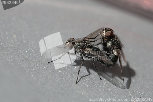 Image of Flies mating