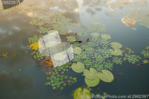 Image of Lake Surface