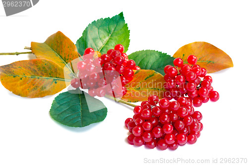 Image of Clusters of berries of a guelder-rose and autumn leaves on a whi