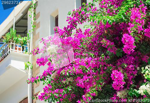 Image of Building facade fragment with beautiful flowers on a balcony. 