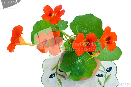 Image of Nasturtium flowers in a ceramic vase on a white background.