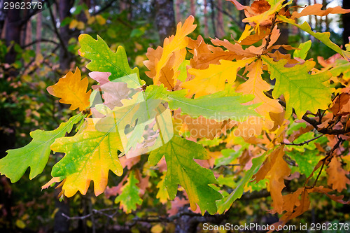 Image of The autumn wood, oak branch with yellow leaves.