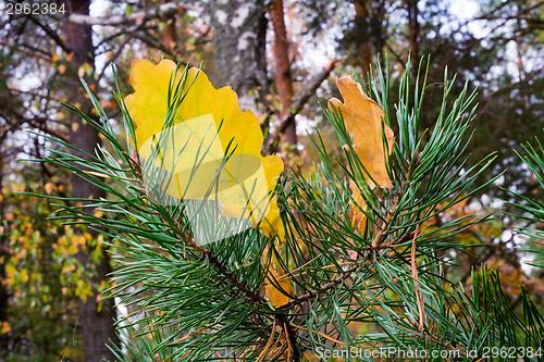 Image of Yellow autumn leaves of an oak and branch of a pine.