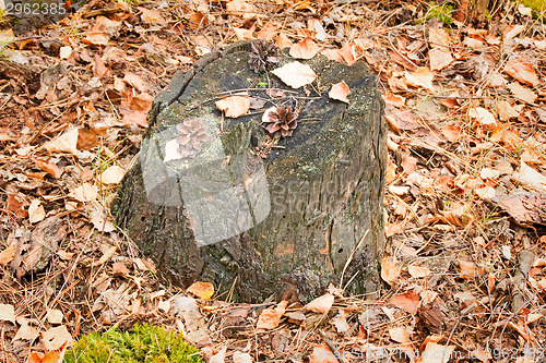 Image of Stub from the cut tree among yellow leaves.