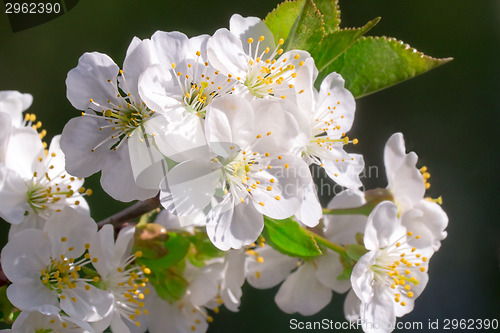 Image of Branch of blossoming cherry with a large amount of white colors 