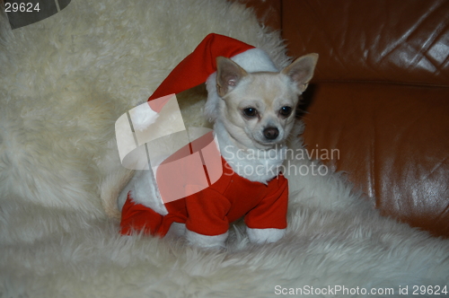 Image of Santa Chihuahua