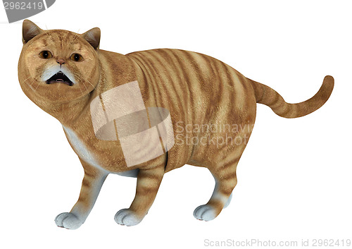 Image of Red Tabby Cat