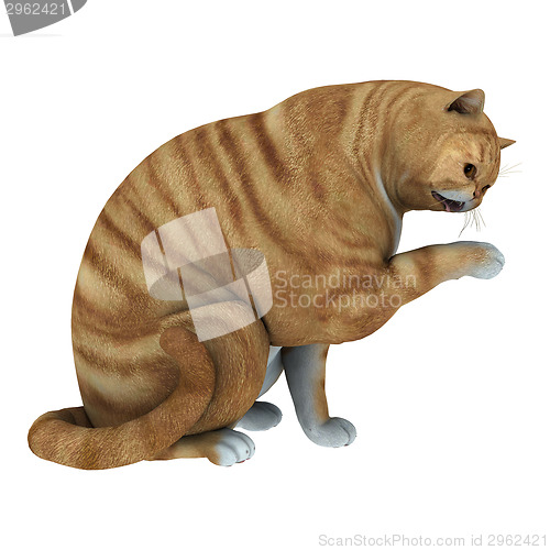 Image of Red Tabby Cat