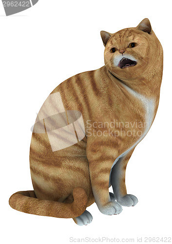 Image of Red Tabby Cat