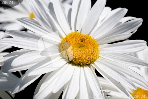 Image of Big camomile