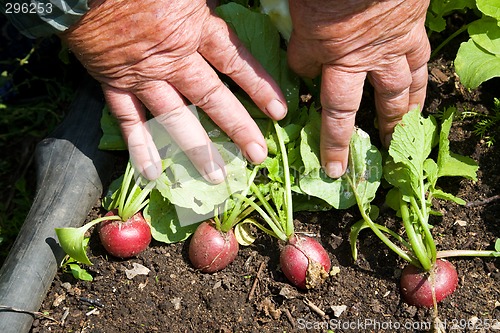 Image of Radish