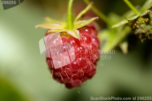 Image of Raspberry macro
