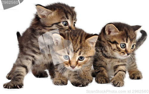 Image of group of little kittens on white