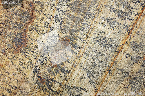 Image of Intricate fern-like markings on sandstone