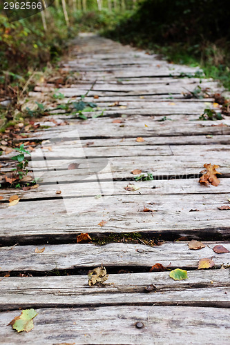 Image of Wooden walkway leads into a wood
