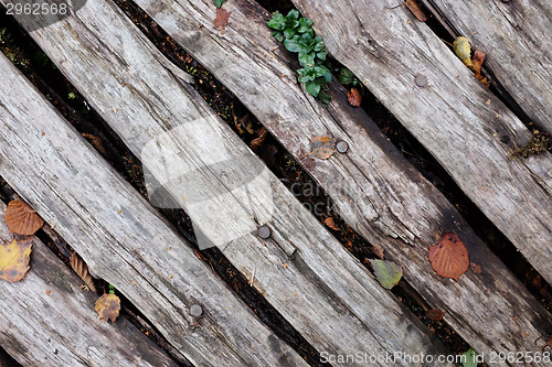 Image of Diagonal rough timber with fall leaves