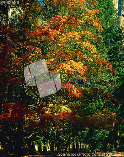 Image of Autumn