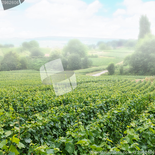 Image of Vineyard landscape in fog, Montagne de Reims