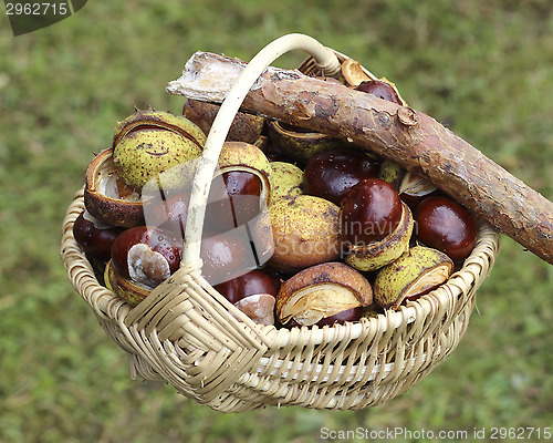Image of Chestnuts  in wicker basket