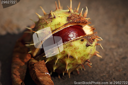 Image of Chestnut in shell