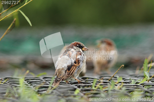 Image of house sparrow on a cage