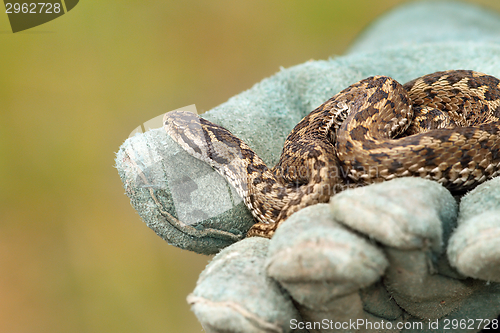 Image of beautiful meadow viper on glove