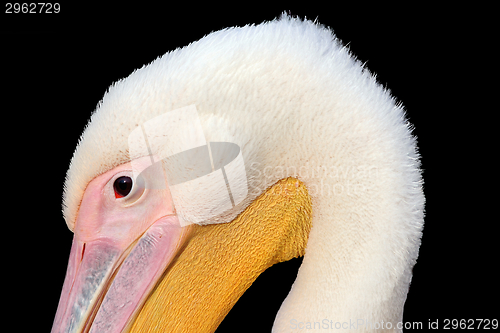 Image of closeup of great pelican head on dark background