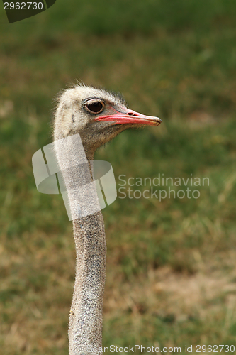 Image of ostrich long neck
