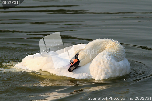 Image of beautiful mute beautiful mute swan on water surface