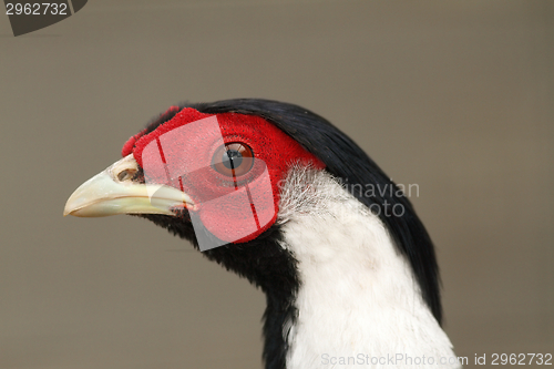 Image of silver pheasant portrait