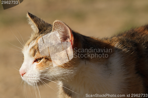 Image of domestic cat head