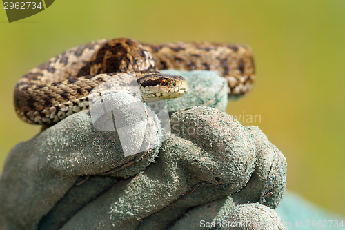 Image of meadow viper on glove