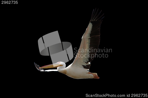 Image of great pelican in flight over dark background
