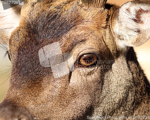 Image of closeup of fallow deer face