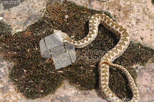 Image of juvenile long nosed viper on stone