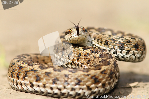 Image of meadow viper ready to strike