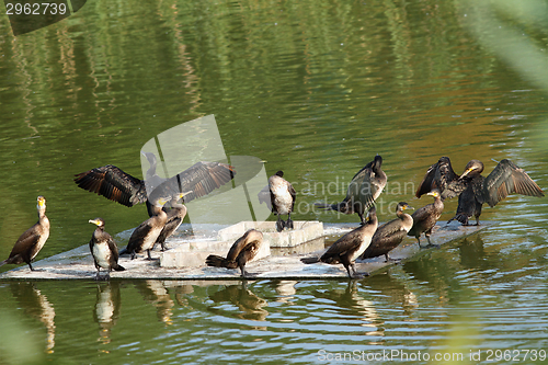 Image of flock of great cormorants