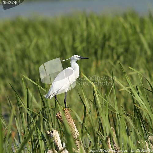 Image of little egret on reeds