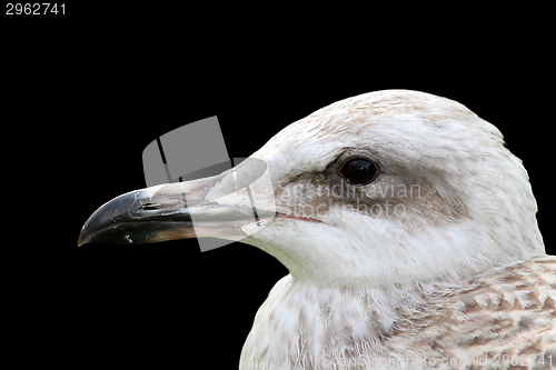 Image of juvenile gull portrait over black