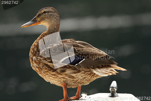 Image of female mallard on a boat