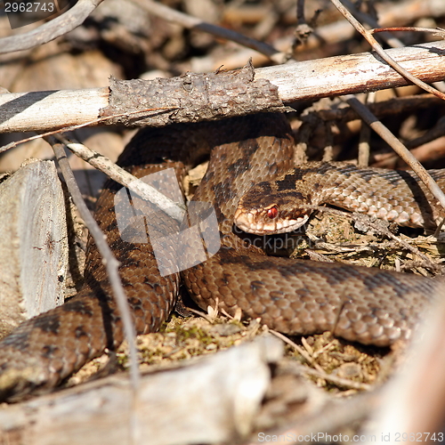 Image of female common european adder