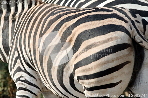 Image of abstract view of a zebra