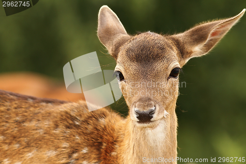 Image of fallow deer calf looking at camera