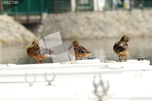 Image of mallard ducks on a boat