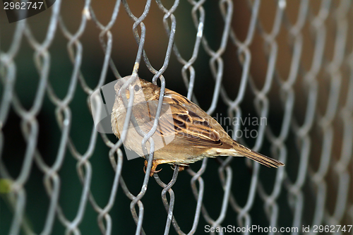 Image of sparrow in wire fence