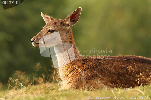 Image of fallow deer resting on glade